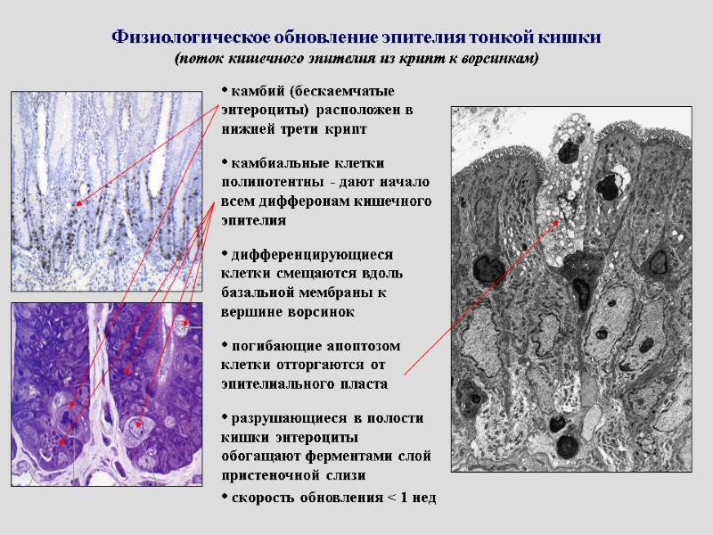 Физиологическое обновление эпителия тонкой кишки (поток кишечного эпителия из крипт к ворсинкам)  камбий